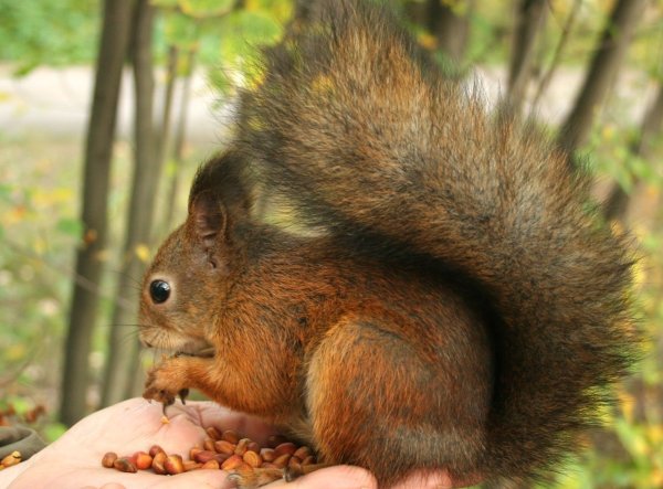 Кормление белочки
