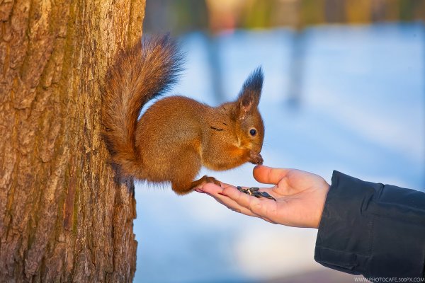 Белка на ладони