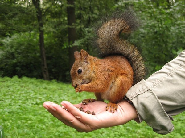 Белка на руке