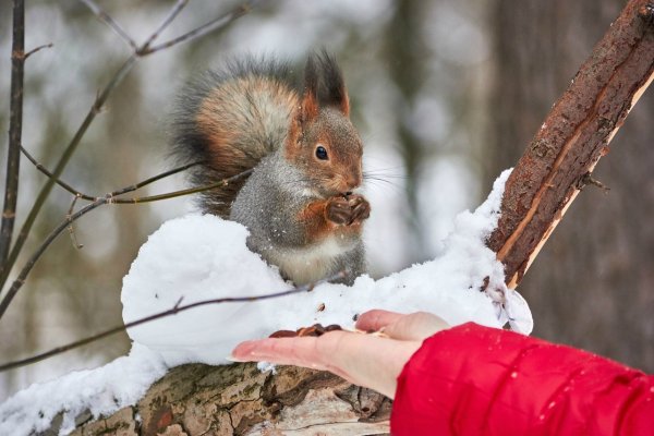 Белка в парке зимой