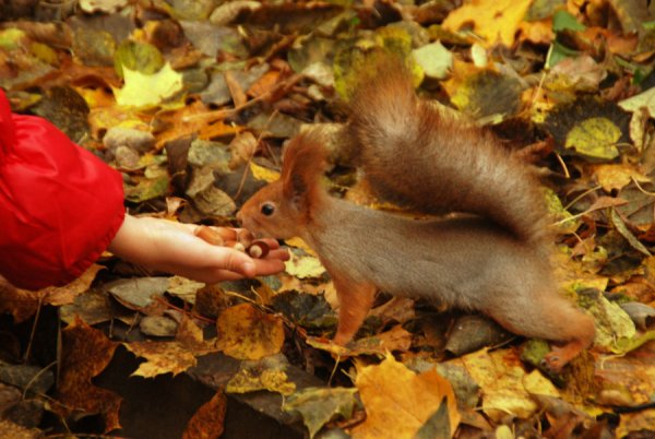 Белки в парке Горького Москва