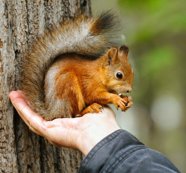 Белка в Санкт-Петербурге