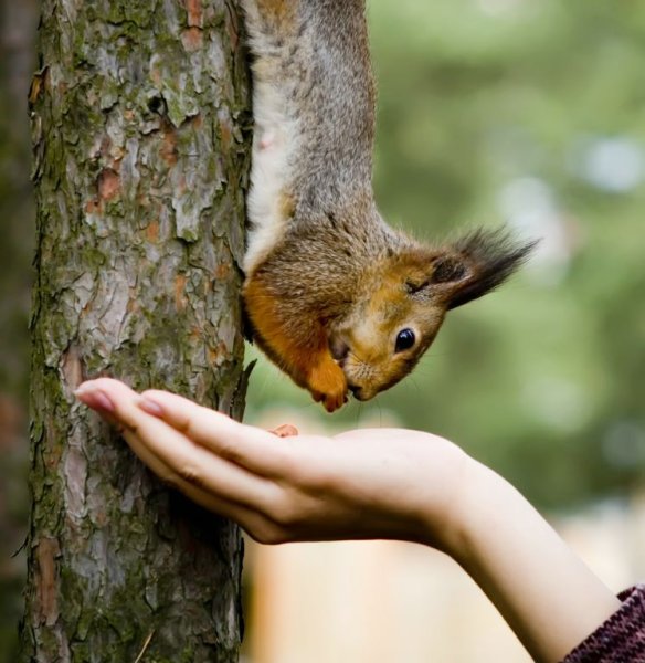 Бельчонок в руках