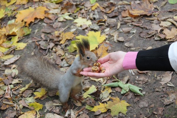 Кормить белок