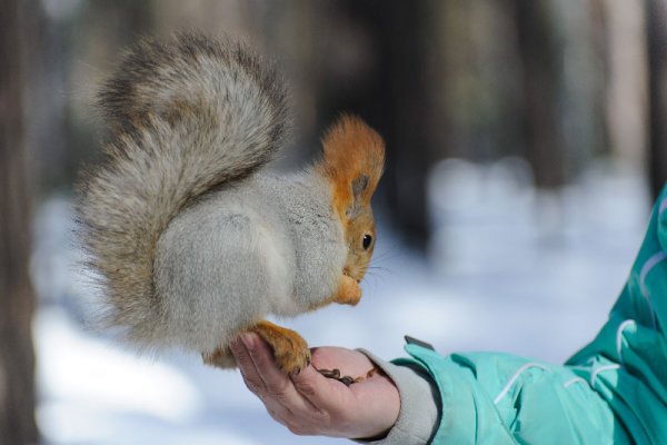 Человек белка