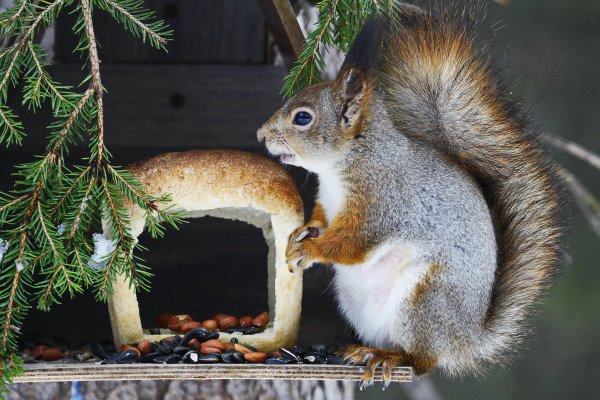Кормление белки