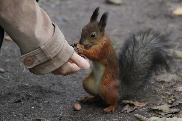 Белка в ЦПКИО
