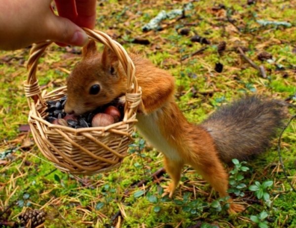 Угощение для животных в лесу