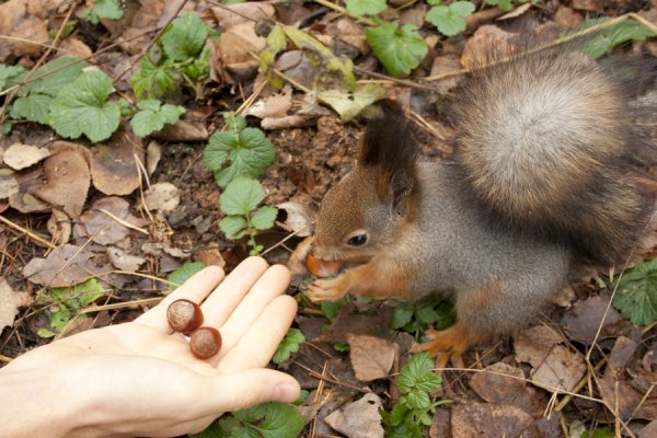 Кормление диких животных