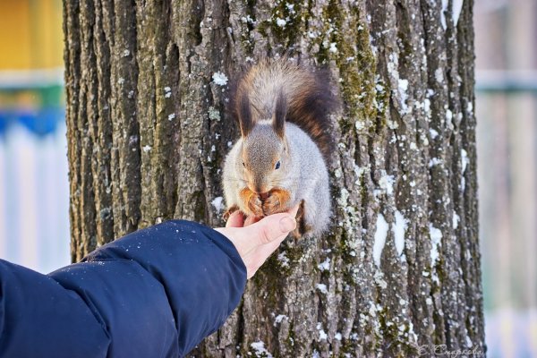Белки в парке Сокольники
