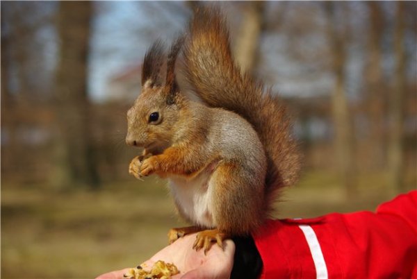 Белка в Лосином острове