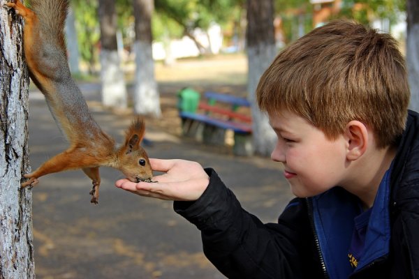 Человек кормит белку
