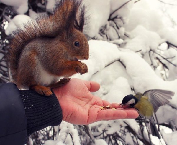 Подкармливание животных зимой