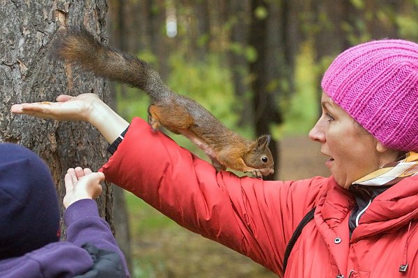 Люди кормят белок