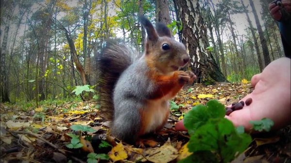 Лесной парк с белками