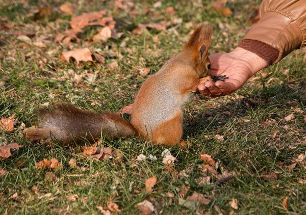 Покорми белку