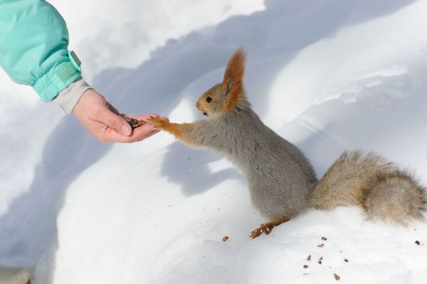 Кормление диких животных зимой