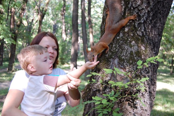 Белка для детей