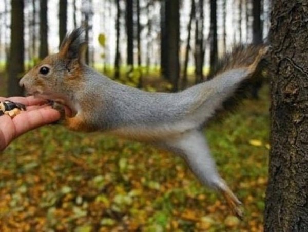 Филевский парк белки