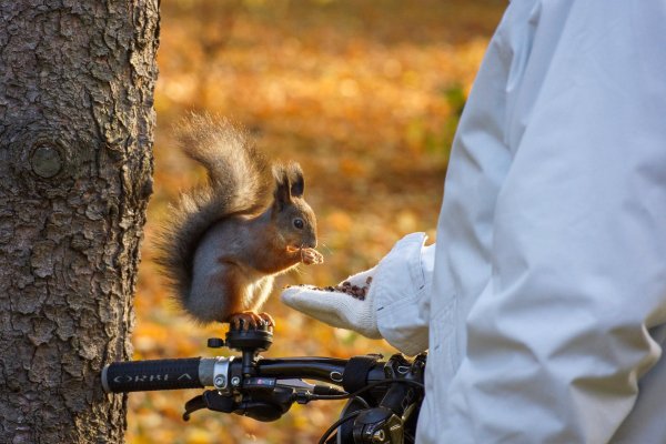 Белочки в парке Швейцария