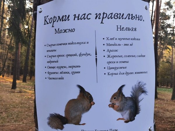Чем нельзя кормить белок