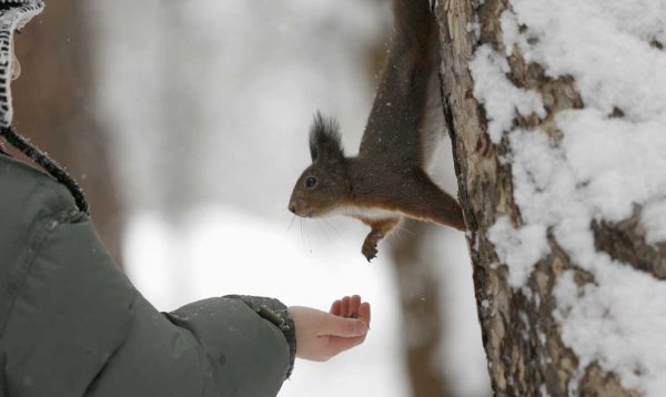 Парк Дикие белки зимой
