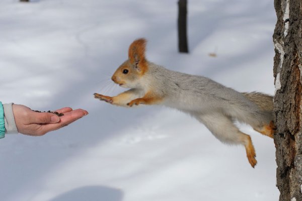 Белка ест с руки