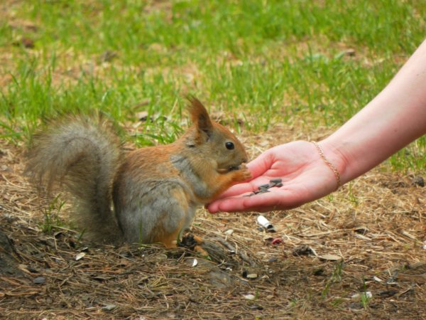 Белка ест с руки