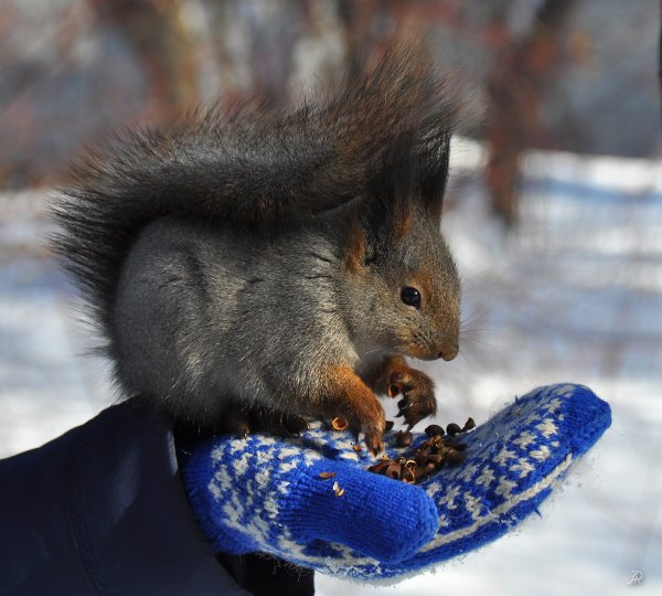 Белочка в зимнем парке
