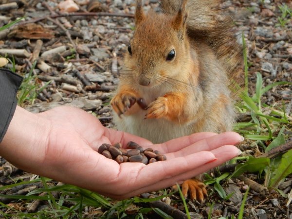 Белка на руке