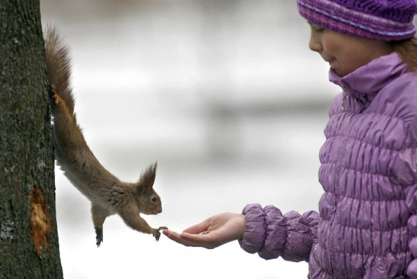 Девочка кормит белку