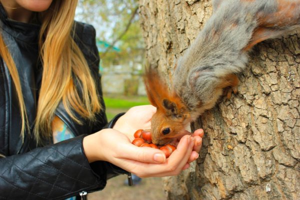 Девочка Белочка