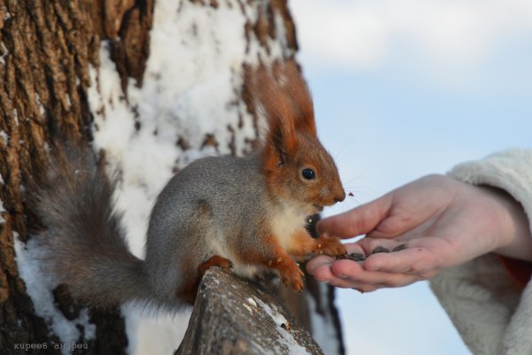 Парк Горького Казань белочки