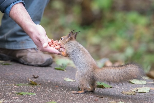 Кормление белочки