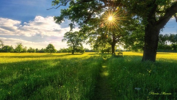 Солнечный день природа лето