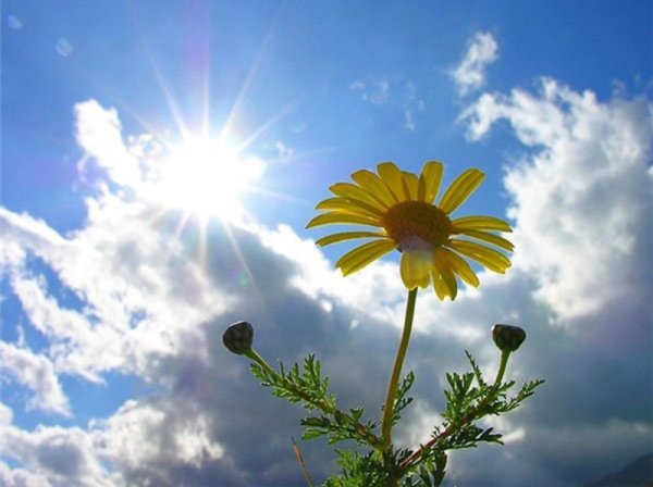 Цветы и солнце