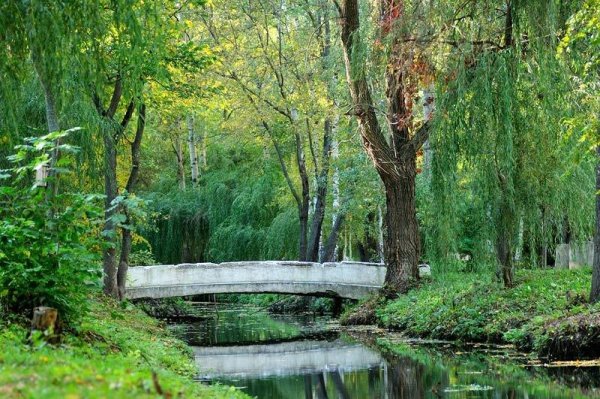 Динамо Воронеж лес