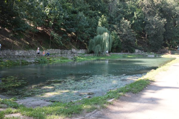 Динамо Воронеж лес