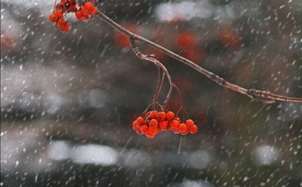 Поздняя осень дождь