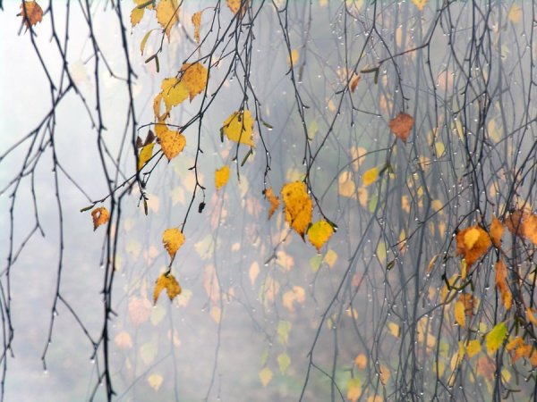 Поздняя осень дождь