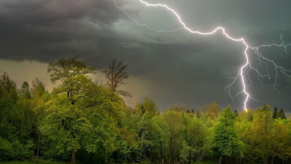 Гроза в лесу