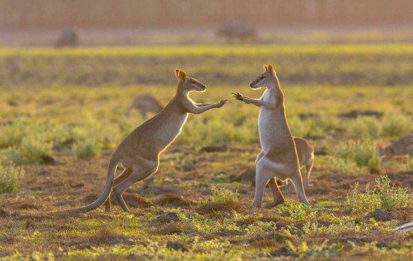 Национальный заповедник Какаду, Австралия