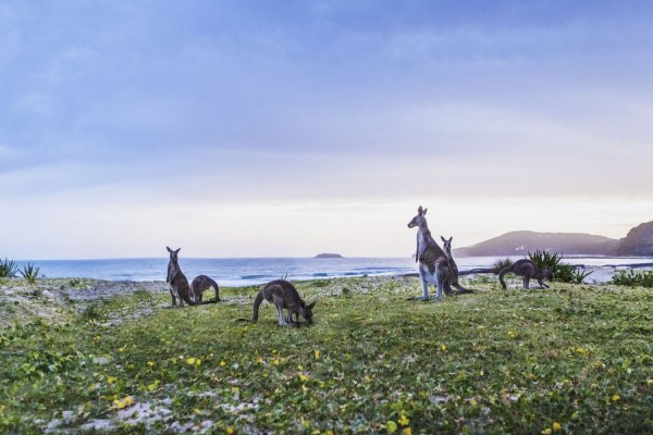 Национальный парк, новый Южный Уэльс, Австралия
