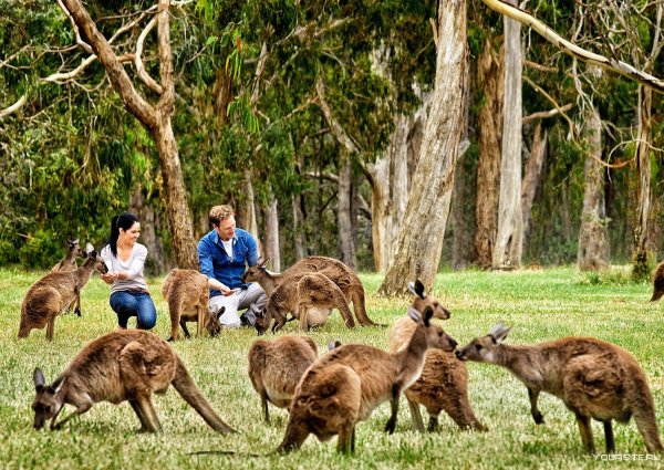 Остров кенгуру Аделаида