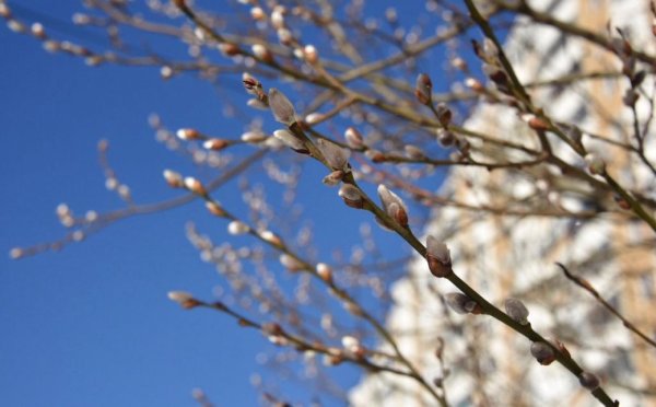 Теплая ранняя Весна