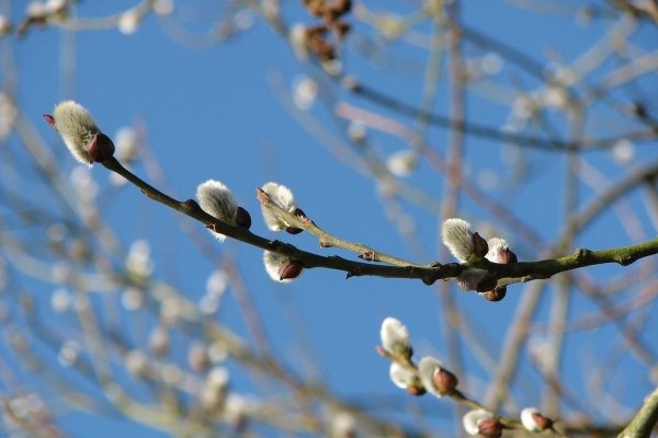 Природа Весна апрель