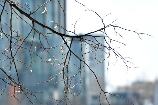 Ранняя Весна Эстетика