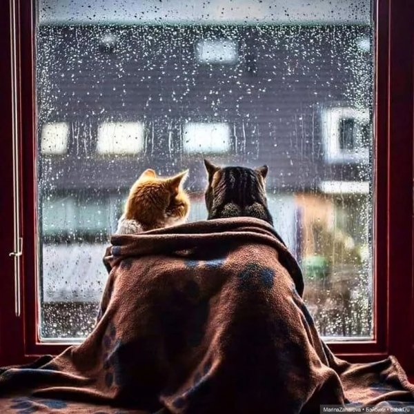 Котик в пледе на окне