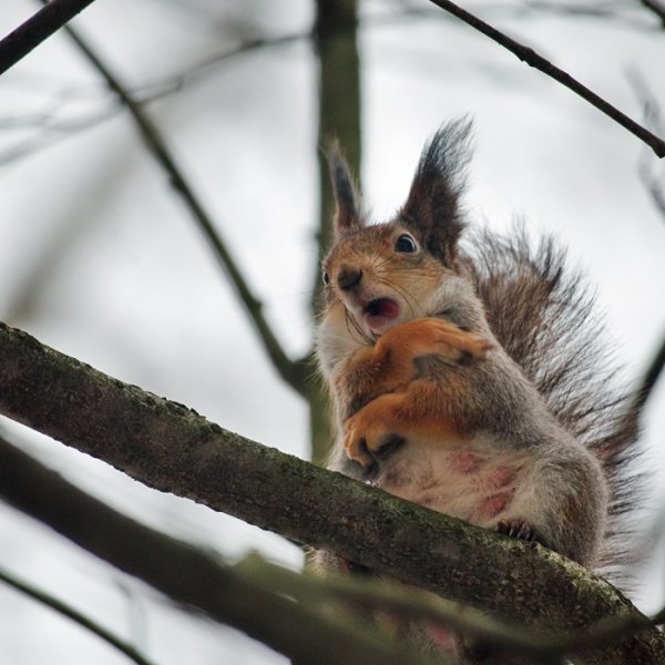 Белка замерзла