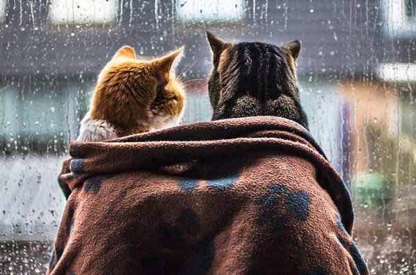 Котик под дождем